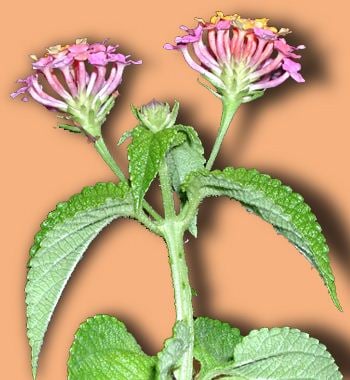 ELOKH Infusion Lantana 35g