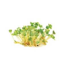 ROQUETTE Solo 50g